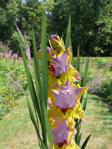Dekoratives Vorschaubild des Artikels "Groblumige Gladiole Oracle" (Bildbeschreibung ist in Arbeit)