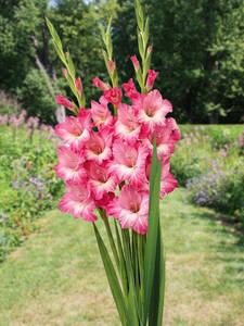 Dekoratives Vorschaubild des Artikels "Gro�blumige Gladiole Violet King" (Bildbeschreibung ist in Arbeit)