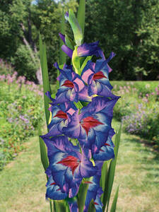 Groblumige Gladiole Zigeunerbaron: (Bildbeschreibung ist in Arbeit)