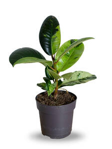 Gummibaum Shivereana