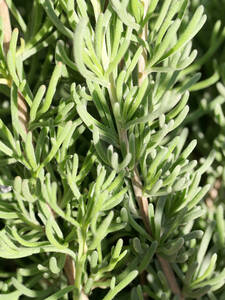 Dekoratives Vorschaubild des Artikels "Gyros-Kraut" (Bildbeschreibung ist in Arbeit)