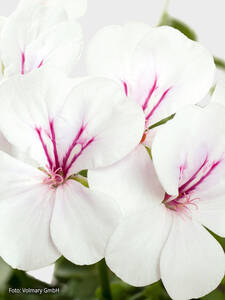 Hngepelargonie Gerainbow White