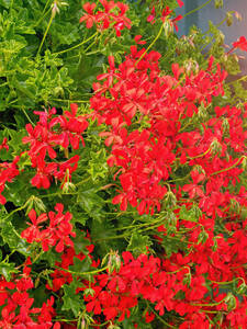 Dekoratives Vorschaubild des Artikels "Hngepelargonie Red" (Bildbeschreibung ist in Arbeit)