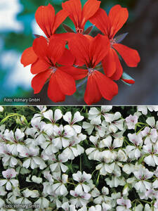 Dekoratives Vorschaubild des Artikels "Hngepelargonie Ville de Paris Mix" (Bildbeschreibung ist in Arbeit)