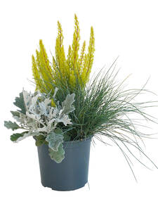 Saisonpflanze - Heidespiel Erica arborea-Senecio-Festuca: (Bildbeschreibung ist in Arbeit)