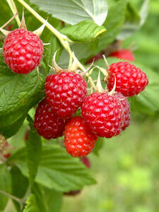 Dekoratives Vorschaubild des Artikels "Herbsthimbeere Heritage" (Bildbeschreibung ist in Arbeit)