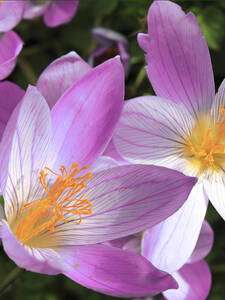 Herbstkrokus Zonatus: (Bildbeschreibung ist in Arbeit)