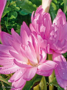 Dekoratives Vorschaubild des Artikels "Herbstzeitlose Waterlily" (Bildbeschreibung ist in Arbeit)