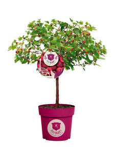 Himbeerbaum Raspbeary: (Bildbeschreibung ist in Arbeit)