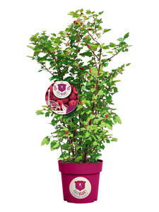 Himbeerbaum Raspbeary: (Bildbeschreibung ist in Arbeit)
