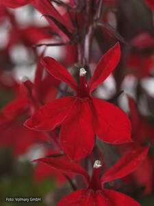 Dekoratives Vorschaubild des Artikels "Hohe Lobelie Fanship Scarlet" (Bildbeschreibung ist in Arbeit)