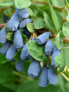 Obstgehlze - Honigbeere Myberry Sweet: (Bildbeschreibung ist in Arbeit)