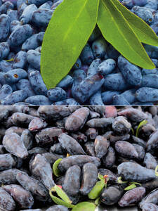 Honigbeeren Spar-Set: (Bildbeschreibung ist in Arbeit)