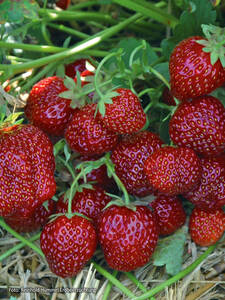 Erdbeerpflanzen - Hummi®-Erdbeere Aroma Auslese