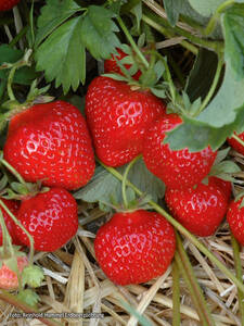 Erdbeerpflanzen - Hummi®-Erdbeere Gento