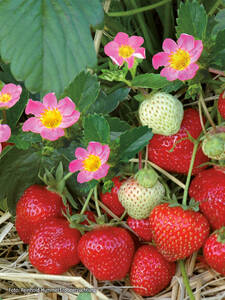 Erdbeerpflanzen - Hummi®-Erdbeere Merosa