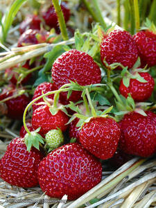 Erdbeerpflanzen - Hummi®-Erdbeere Praline