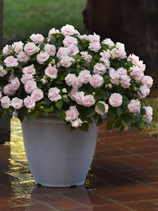 Dekoratives Vorschaubild des Artikels "Impatiens Glimmer Double Appleblossom" (Bildbeschreibung ist in Arbeit)