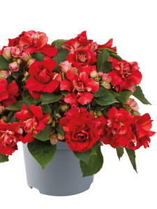 Dekoratives Vorschaubild des Artikels "Impatiens Glimmer Double Bright Red" (Bildbeschreibung ist in Arbeit)