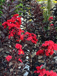 Dekoratives Vorschaubild des Artikels "Indianerflieder� Black Diamond Best Red�" (Bildbeschreibung ist in Arbeit)