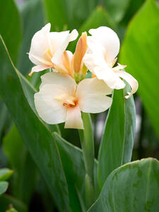 Dekoratives Vorschaubild des Artikels "Indisches Blumenrohr Vanilla Cream" (Bildbeschreibung ist in Arbeit)