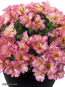 Dekoratives Vorschaubild des Artikels "Inkalilie Inticancha Sunshine" (Bildbeschreibung ist in Arbeit)