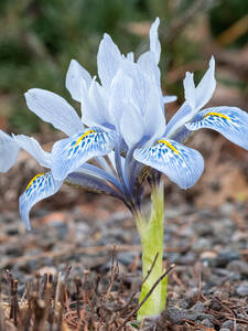 Iris Katharine Hodgkin: (Bildbeschreibung ist in Arbeit)