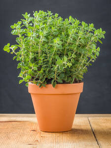 Dekoratives Vorschaubild des Artikels "Italienischer Oregano" (Bildbeschreibung ist in Arbeit)