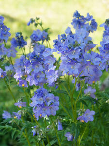 Dekoratives Vorschaubild des Artikels "Jakobsleiter Heaven Scent" (Bildbeschreibung ist in Arbeit)