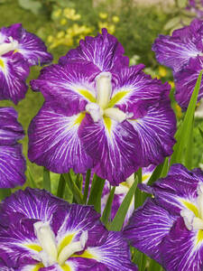 Japan-Iris Dinner Plate Jell-O: (Bildbeschreibung ist in Arbeit)