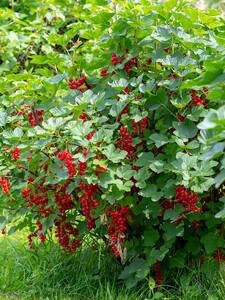 Johannisbeere Silvergieters Schwarze (Stamm) | Johannisbeeren | Obstgehölze