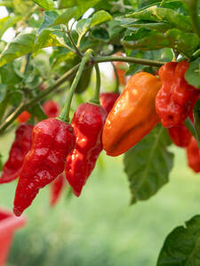 Dekoratives Vorschaubild des Artikels "Jolokia Salsa-Chili" (Bildbeschreibung ist in Arbeit)