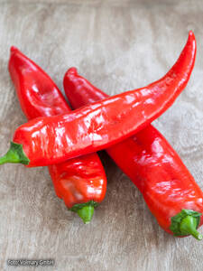 Gemsejungpflanzen - Jumbo-Snackpaprika Manati Red (unveredelt): (Bildbeschreibung ist in Arbeit)