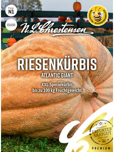 Krbissamen - Krbis Atlantic Giant: (Bildbeschreibung ist in Arbeit)