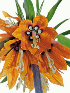 Kaiserkrone Striped Beauty: (Bildbeschreibung ist in Arbeit)