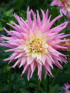 Blumenzwiebeln - Kaktusdahlie Stars Favourite: (Bildbeschreibung ist in Arbeit)
