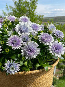Blumen Jungpflanzen - Kapkrbchen 3D Steel Blue: (Bildbeschreibung ist in Arbeit)