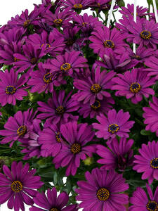 Blumen Jungpflanzen - Kapkrbchen Erato Basket Purple: (Bildbeschreibung ist in Arbeit)