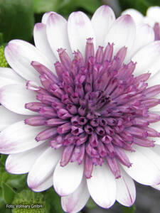 Kapkrbchen Erato Double White Blush: (Bildbeschreibung ist in Arbeit)
