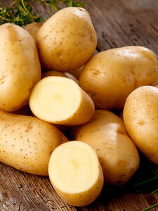 Pflanzgut - Kartoffel Nixe 2,5 kg