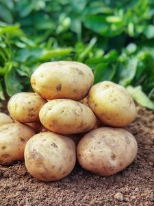 Pflanzgut - Kartoffel Vitabella