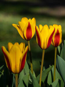 Dekoratives Vorschaubild des Artikels "Kaufmanniana-Tulpe Goudstuk" (Bildbeschreibung ist in Arbeit)