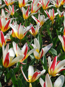 Blumenzwiebeln - Kaufmanniana Tulpe The First: (Bildbeschreibung ist in Arbeit)