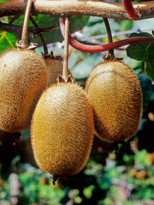 Obstgehlze - Kiwi Hayward: (Bildbeschreibung ist in Arbeit)