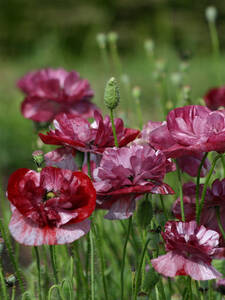 Klatschmohn Pandora