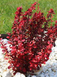Ziergehlze - Kleine Blutberberitze Atropurpurea Nana: (Bildbeschreibung ist in Arbeit)