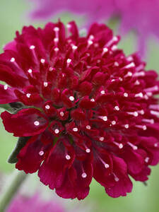 bienenfreundliche - Kleine Purpurwitwenblume Red Knight: (Bildbeschreibung ist in Arbeit)