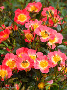 Kleinstrauchrose Bienenweide Bicolor: (Bildbeschreibung ist in Arbeit)