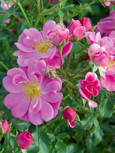 Kleinstrauchrose Bienenweide Rosa