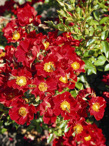 bienenfreundliche - Kleinstrauchrose Bienenweide Rot